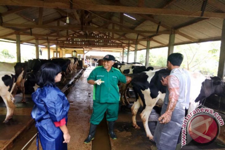 Bbpkh Beri Pelatihan Gangguan Reproduksi Pada Ternak Antara News