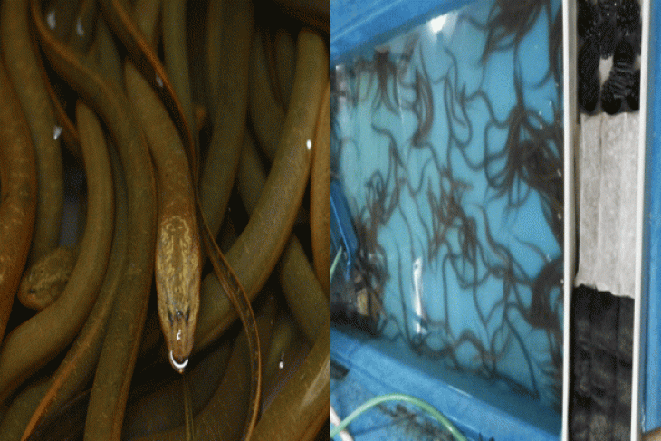 Peneliti IPB Puasakan Ikan Untuk Hindari Stres Selama Pengangkutan