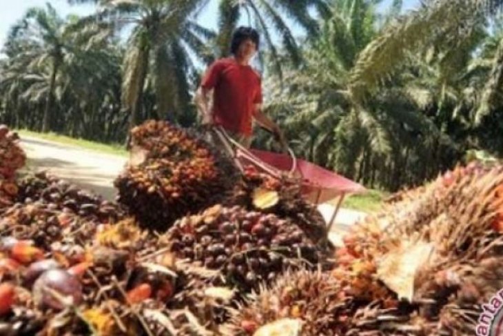 Di Jambi, harga CPO naik Rp164 per kilogram