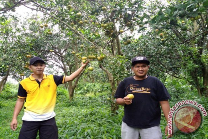 Mengolaborasikan Agribisnis Wisata Jeruk Dau Melalui