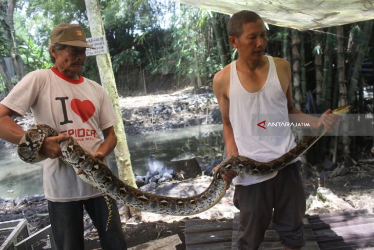 Ular Phyton Tangkapan