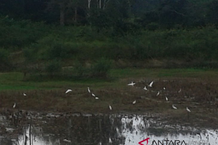 Kawanan Burung Bangau Di Danau Kering Antara News Jambi