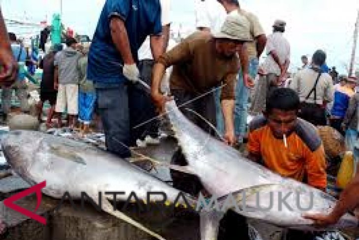 Bea Cukai ekspor ikan tuna ke Jepang