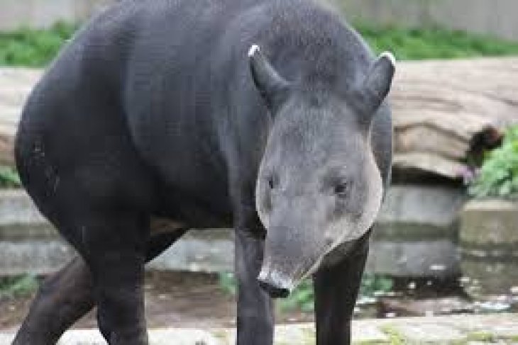 Tapir Mati Setelah Terjebak Dalam Sumur Antara News Jambi