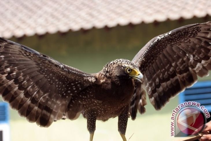 Profauna Temukan 38 Jenis Burung Langka Antara News Sumatera Utara
