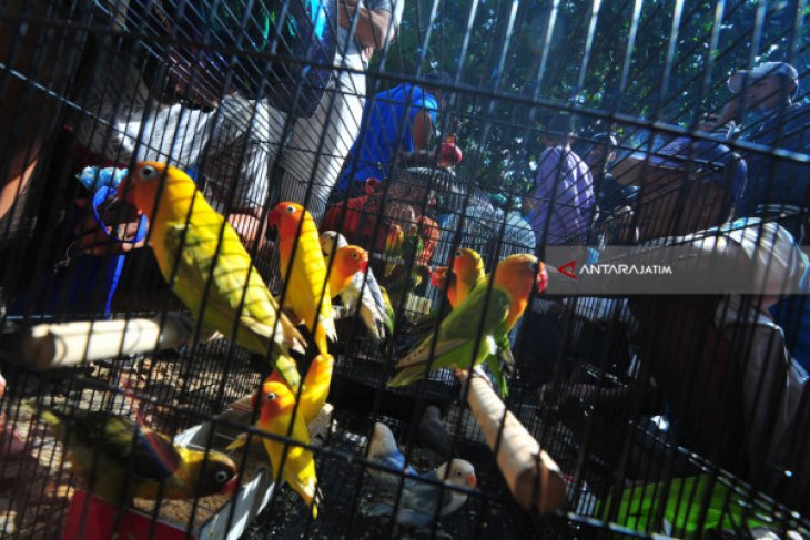 27+ Harga burung macaw anakan surabaya terupdate