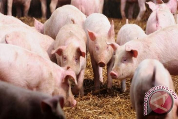 Mentan akan isolasi daerah-daerah terjangkit virus