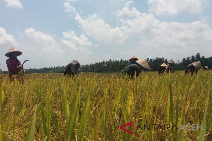 Kodim Nagan Raya optimalkan serapan pembelian gabah petani