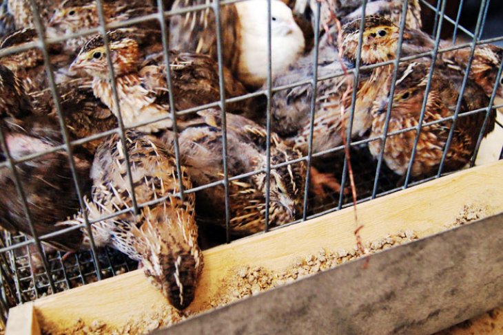 Pengungsi Sinabung Dilatih Penetasan Puyuh Antara News Sumatera