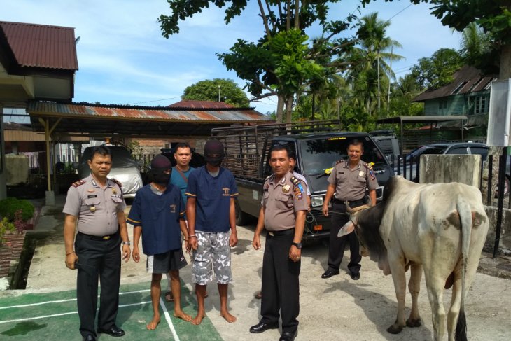 Penajam jadi sentra pengembangan sapi di Kaltim