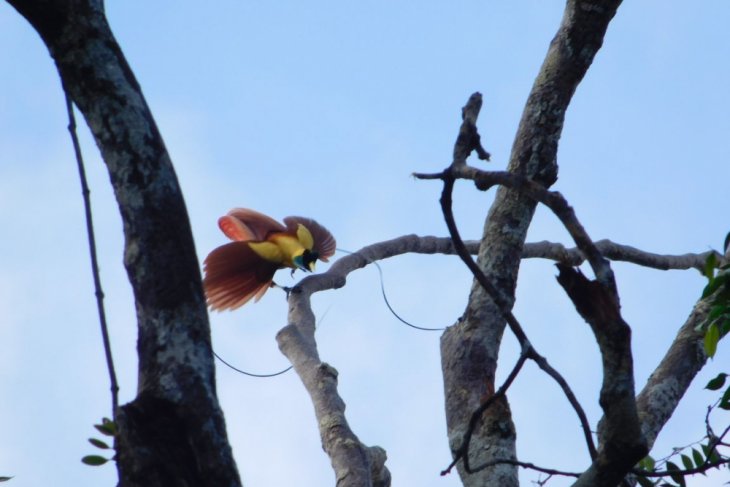 29++ Gambar burung cendrawasih raja terupdate