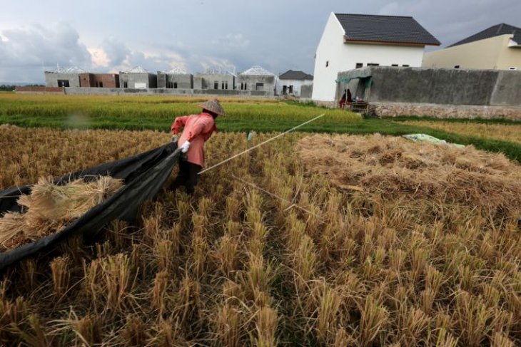 Panen raya di Abdya, namun Bulog tidak beli padi petani