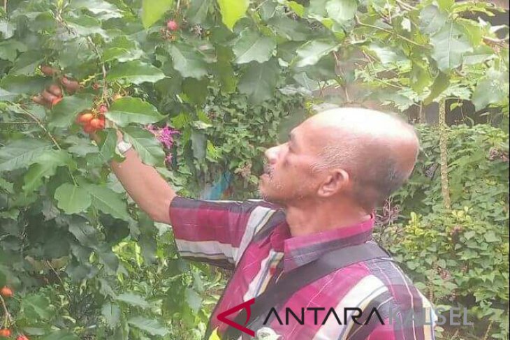 Kementan perhatian terhadap kebun rakyat Kalsel