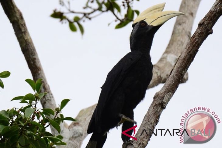 Bertambah Jenis Burung Khas Indonesia Antara News Bali