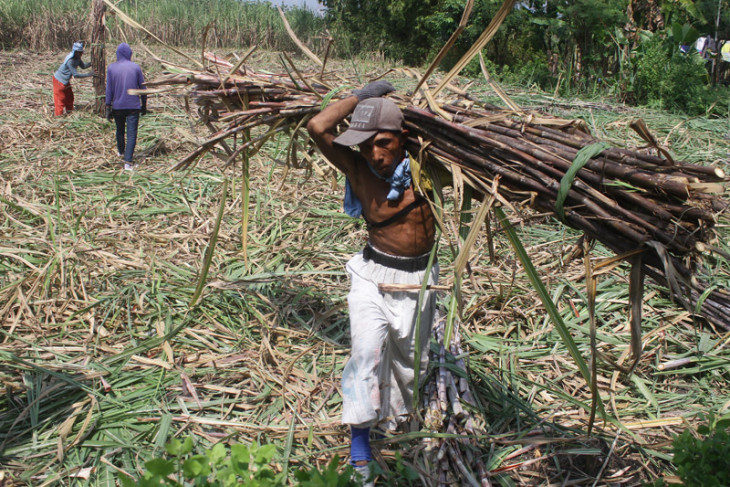 News Feature - Indonesia needs efficiency in sugar production by Andi Abdussalam