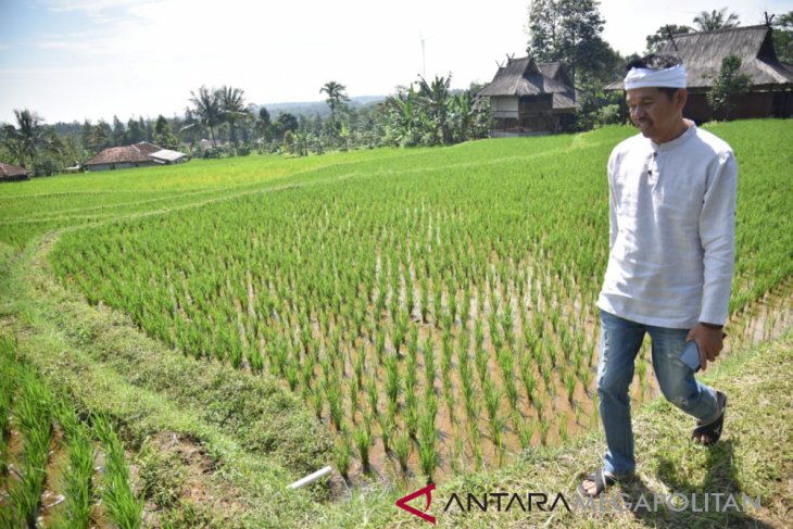 Dedi Mulyadi santai di sawah usai mencoblos
