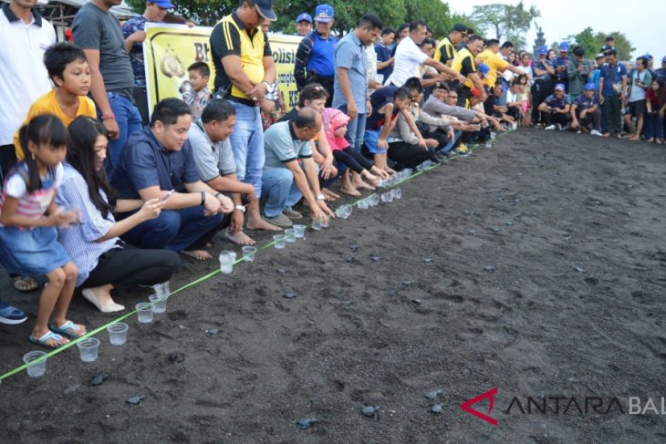 Polres Buleleng lepas 72 ekor tukik