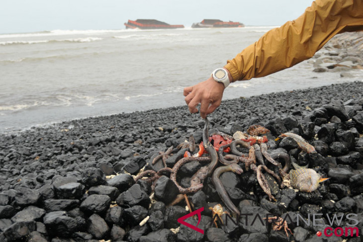BNPB biota laut mati di Kabupaten Kepulauan Tanimbar tidak terkait gempa
