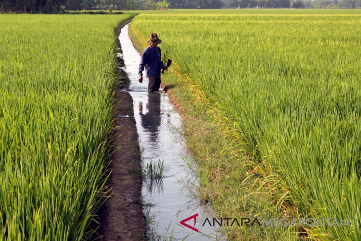 Pemuda Sambas Sukses Menyulap Sawah Jadi Destinasi Wisata