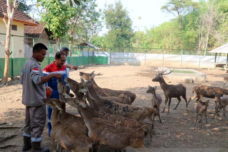 Penangkaran Rusa Jawa Bojonegoro Jadi Objek Wisata Video