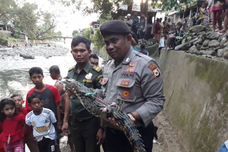 BKSDA Maluku cari buaya di pesisir Ambon