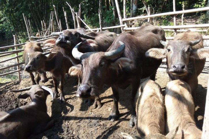 Permintaan Ternak Kerbau  Di Lebak Meningkat ANTARA News 