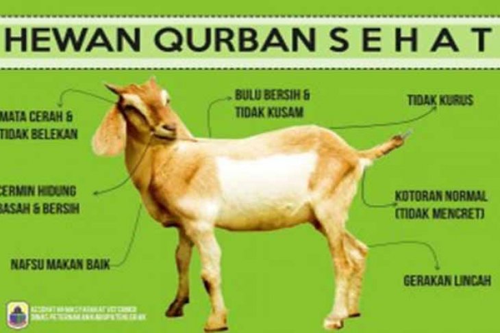 Hewan Qurban Kalsel Cukup Antara News Kalimantan Selatan