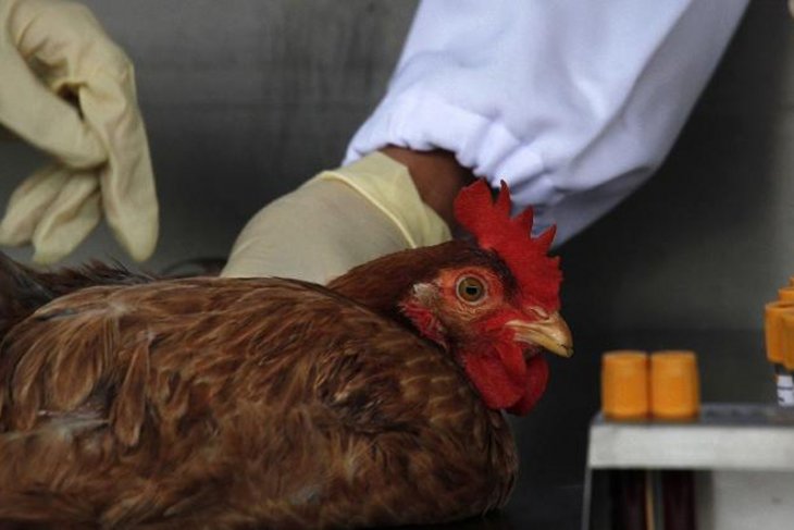 968 Ayam Mukomuko Mati Akibat Flu Burung Antara News Bengkulu