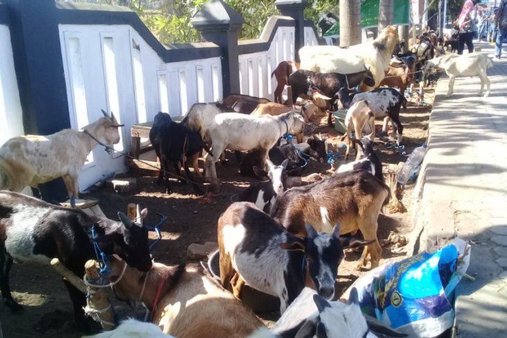 Penyaluran hewan kurban di masjid Ternate berkurang