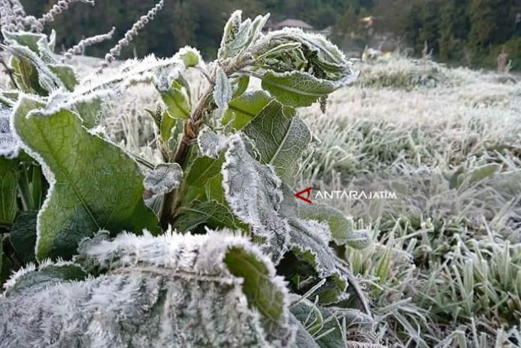 Fenomena Embun Salju Di Gunung Bromo Antara News Jawa Timur