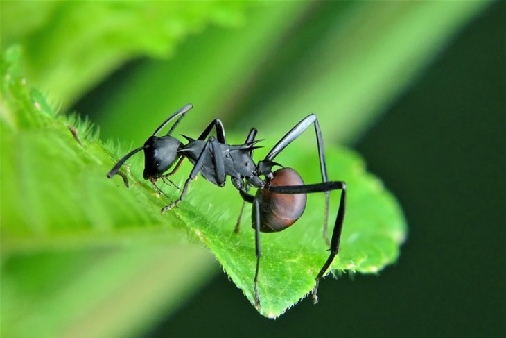 Semut Jenis Baru Ditemukan Di Sumatera Antara News Jawa Timur