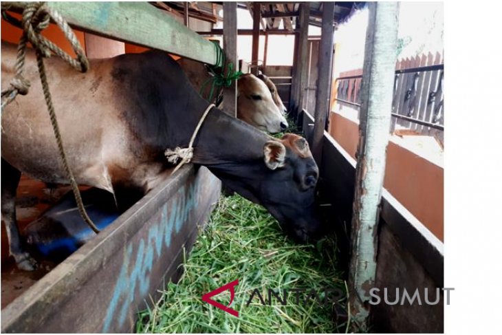 Distan Banten Turunkan Tim Periksa Hewan Kurban