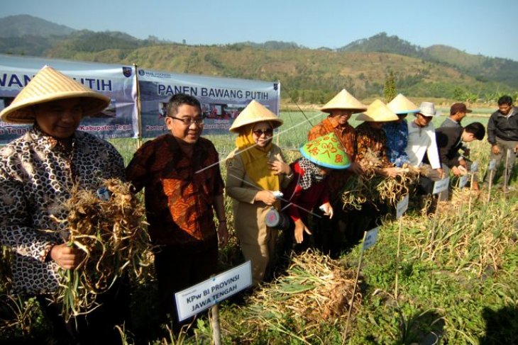 Panen raya bawang putih