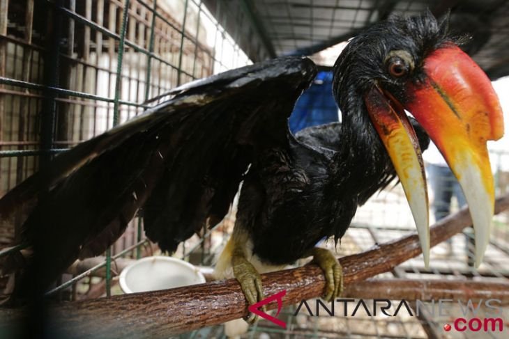 Murai Jalak Cucak Rawa Tak Termasuk Satwa Dilindungi Antara