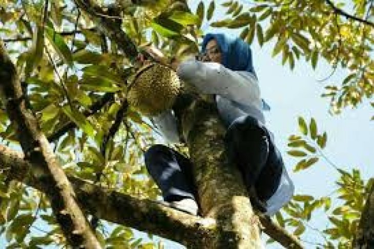 Petani Berharap Pemkab Lebak Bangun Pasar Durian