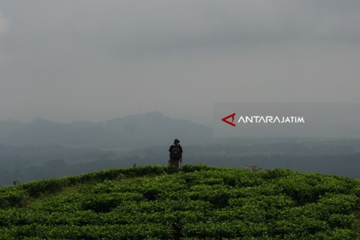 Menikmati Pemandangan Indah Di Kebun Teh Jamus Ngawi