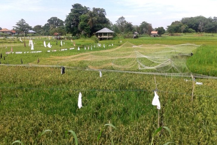 Petani Pelayangan Jambi Pasang Jaring Lindungi Padi Antara News