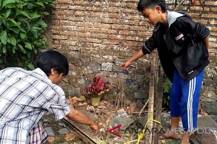 Dua bunga bangkai tumbuh di permukiman milik warga
