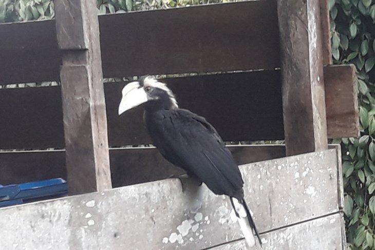 Bertemu Icau Di Dusun Beludu Antara News Kalimantan Barat