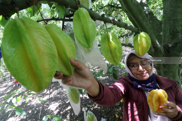 Manfaat dan khasiat belimbing bagi kesehatan