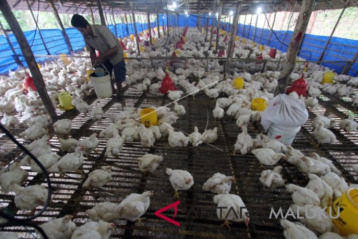 Peternak Ayam Petelur Di Cilacap