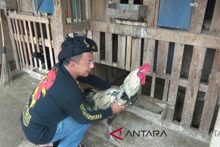 Hippap Nusantara Murnikan Plasma Nutfah Ayam Pelung Antara News