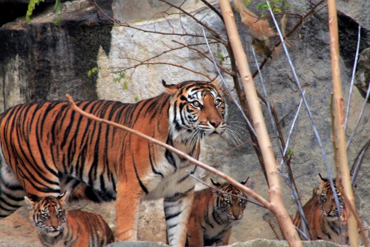 Empat anak harimau sumatera diperkenalkan di Kebun Binatang Tierpark, Jerman