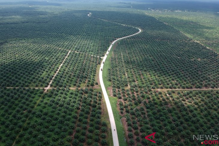 Palm oil firms bring no direct benefits for W Kalimantan: governor