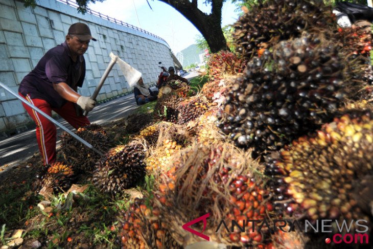 Harga CPO Jambi Rp6.751 per kilogram