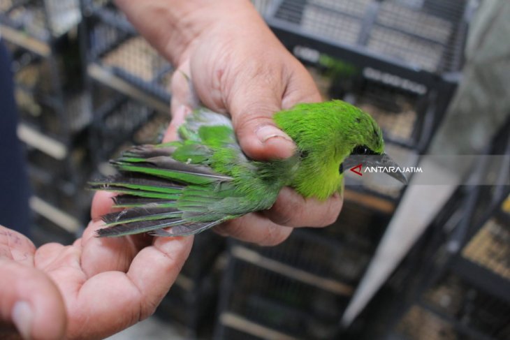 Bbkp Surabaya Gagalkan Penyelundupan Ratusan Burung Antara News