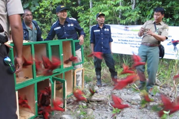 Bksda Maluku Lepasliarkan Burung Nuri Merah Antara News Ambon