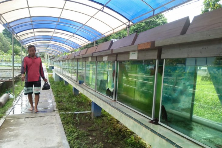 Atasi kelangkaan DKP Jambi jaga pembibitan ikan arwana Batanghari
