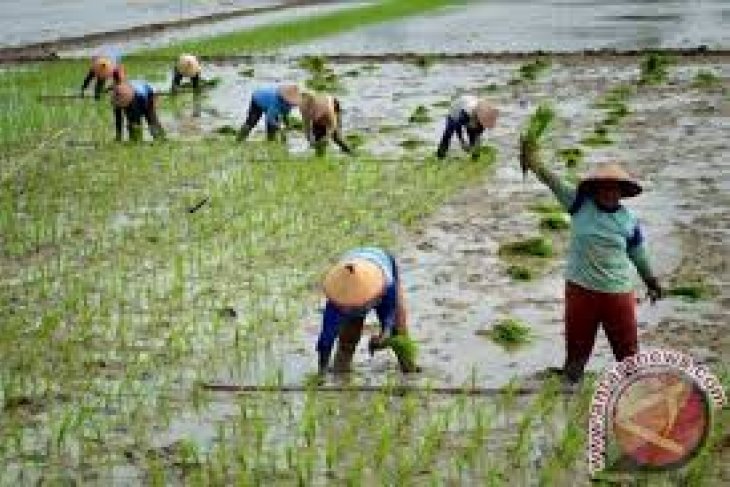 Gambar Petani Di Sawah - Antoni Gambar