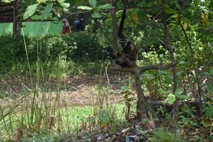 Penataan kebun binatang